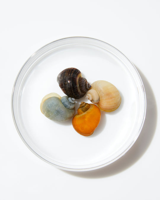 Nature’s Slowest Traveler Becomes One of Skincare’s Fastest Fixes